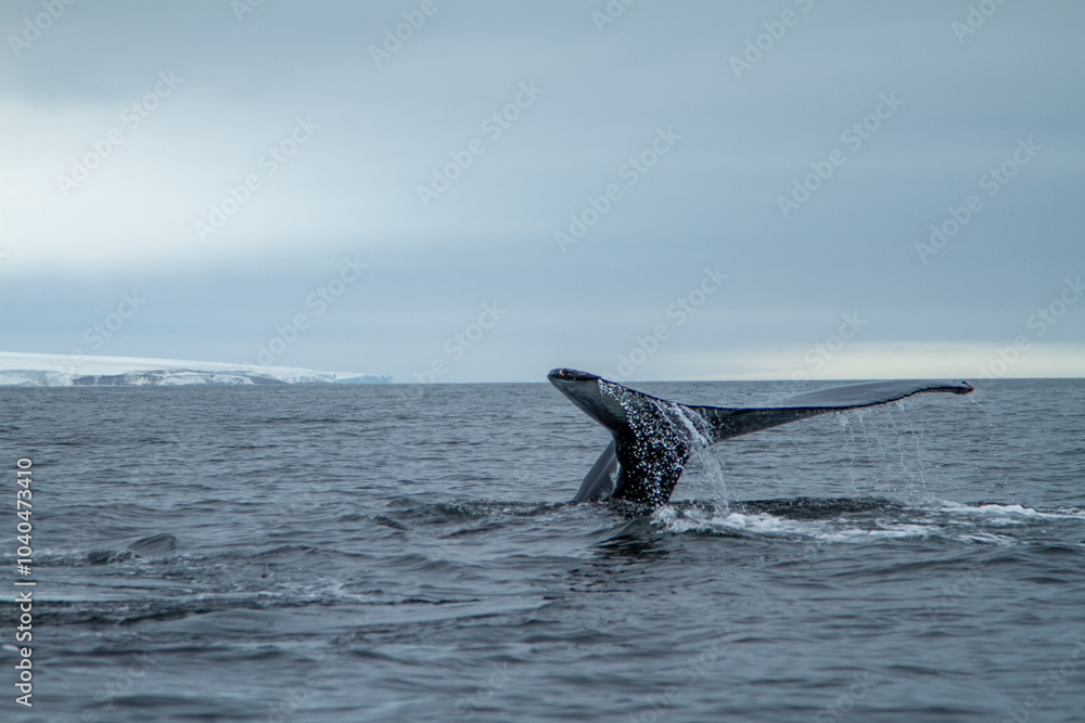 Naklejka premium Whale Tail in Arctic Waters
