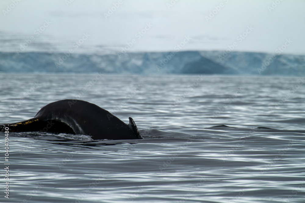 Fototapeta premium Humpback Whale in Arctic Waters