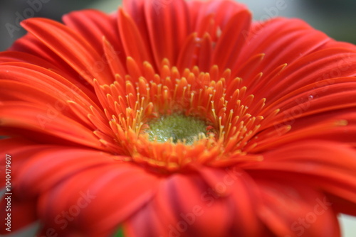 Orange gerbera 