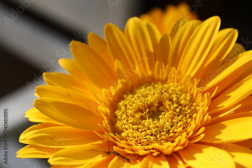 yellow gerber daisy