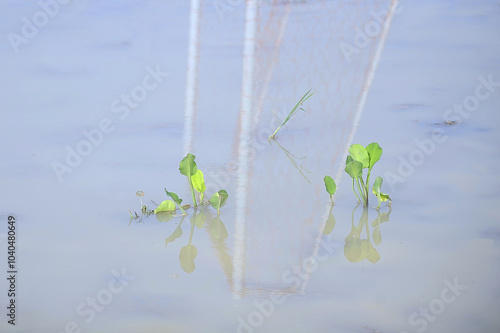 Paku Rawan trees grow in the mud area photo