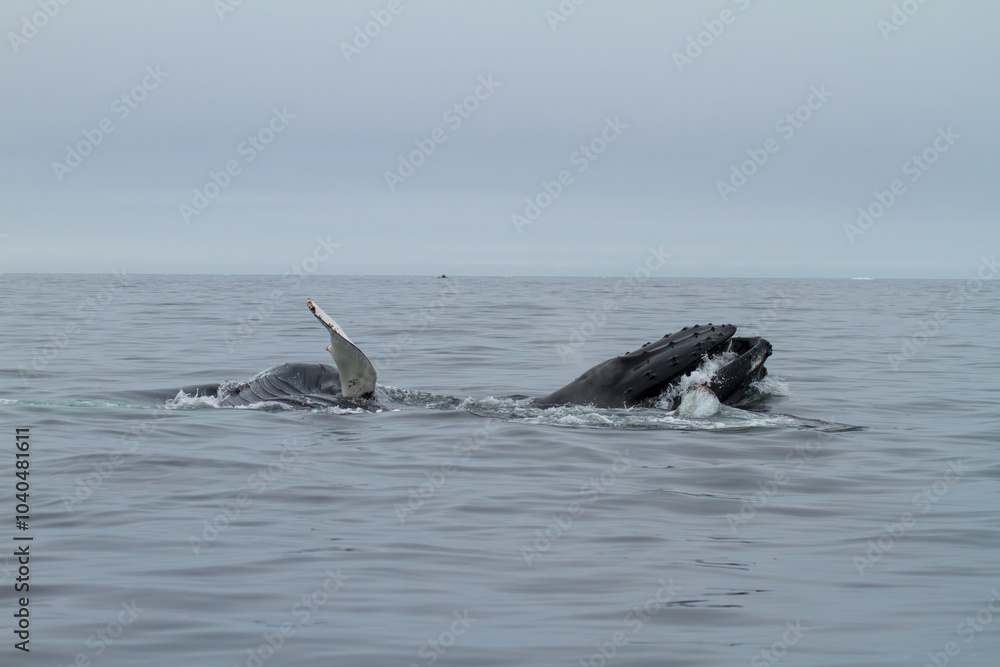 Fototapeta premium Humpback Whale in Arctic Waters