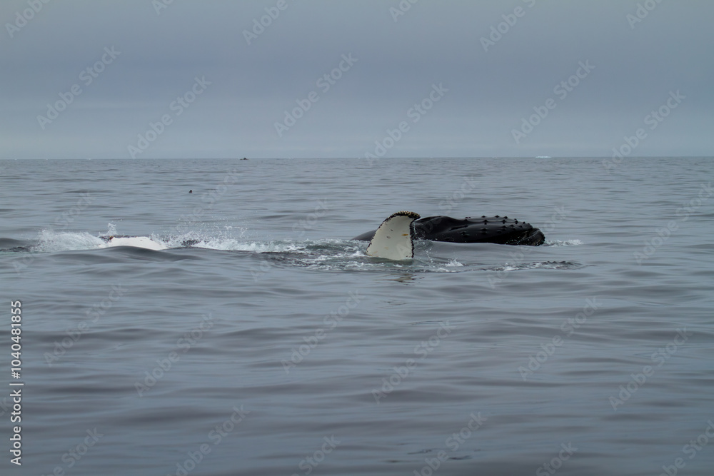 Fototapeta premium Humpback Whale in Svalbard