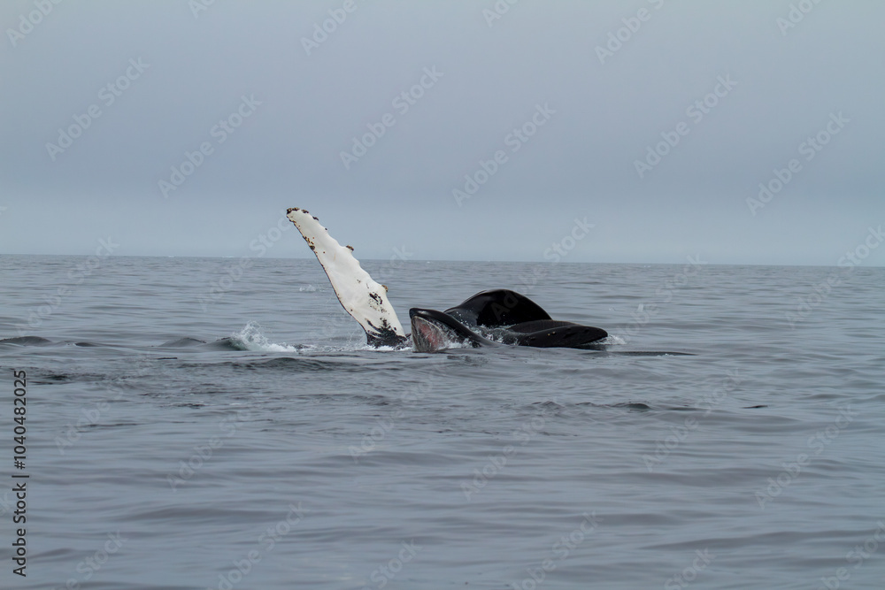Fototapeta premium Majestic Whale Breaching in Svalbard