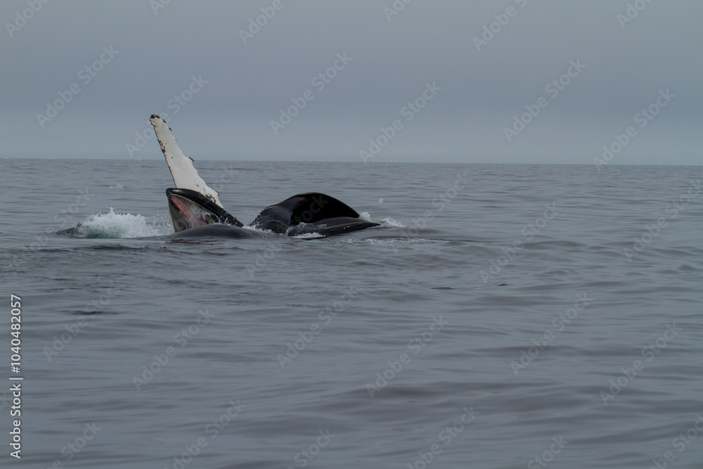 Fototapeta premium Majestic Humpback Whale Breaching in Ocean