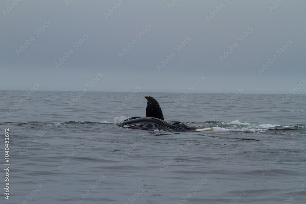 Fototapeta premium Humpback Whale in Svalbard Waters