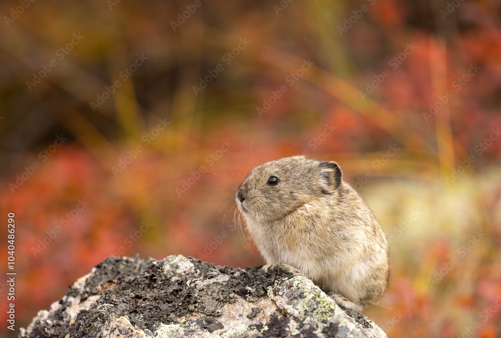 Collared Pika on a Rock in Denali National Park Alaska in Autumn Collared Pika on a Rock in Denali National Park Alaska in Autumn