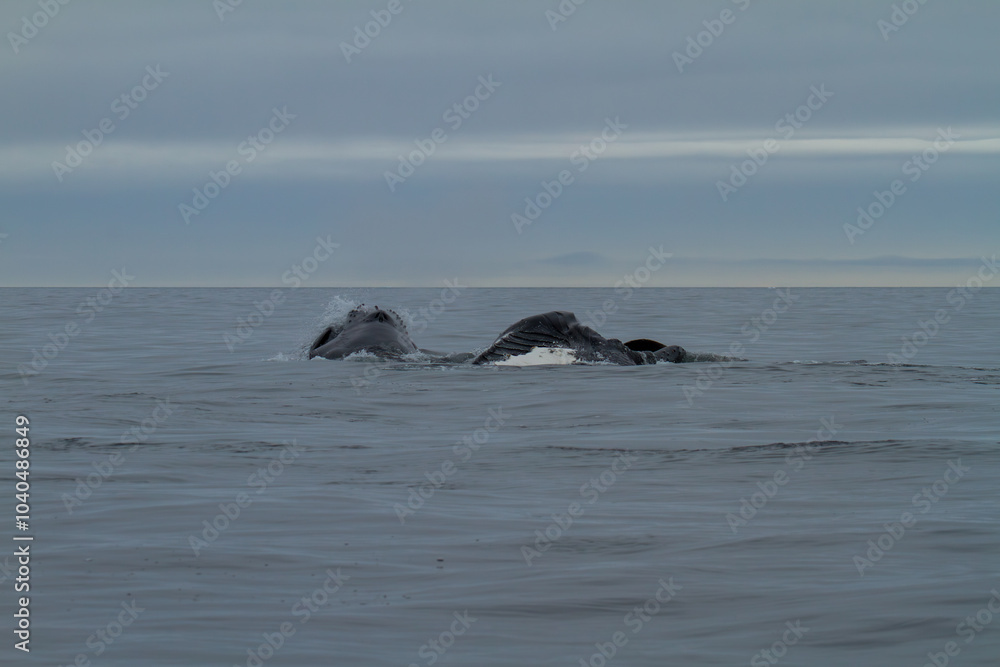 Obraz premium Whale Surfacing in Arctic Ocean