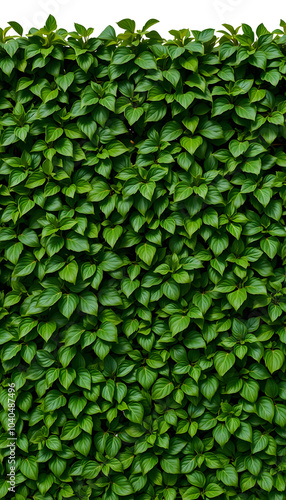 texture of green plant wall isolated with white highlights, png