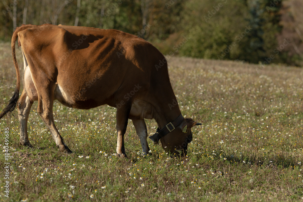 A brown cow is peacefully grazing in a beautiful green field full of lush grass, enjoying the serene natural surroundings of the landscape A brown cow is peacefully grazing in a beautiful green field full of lush grass, enjoying the serene natural surroundings of the landscape