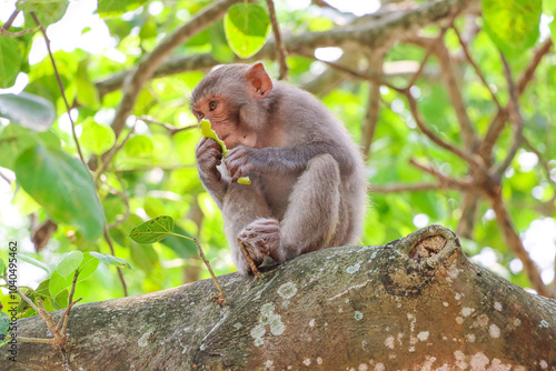 Canvas Print Closeup of an money seating on a tree branch and eating