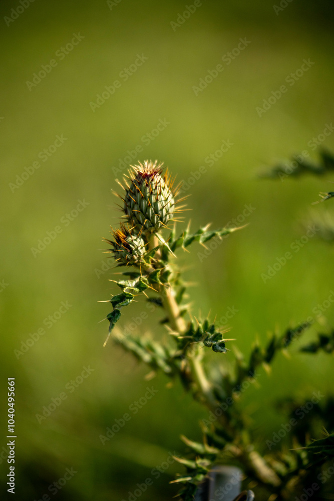 close up of a thistle close up of a thistle