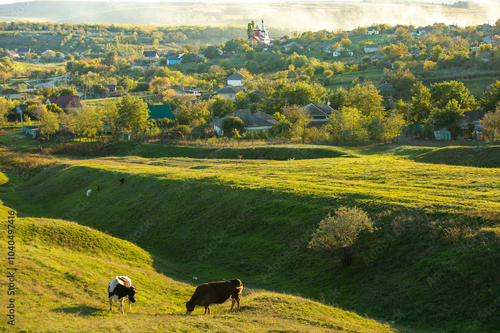 Obraz premium Rural landscape of the Republic of Moldova. The green nature of the country.