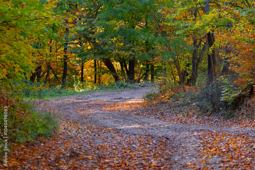 Fototapeta premium Path in autumn forest with colorful leaves