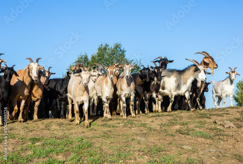 Wallpaper Mural Rural landscape of the Republic of Moldova. The green nature of the country. Torontodigital.ca