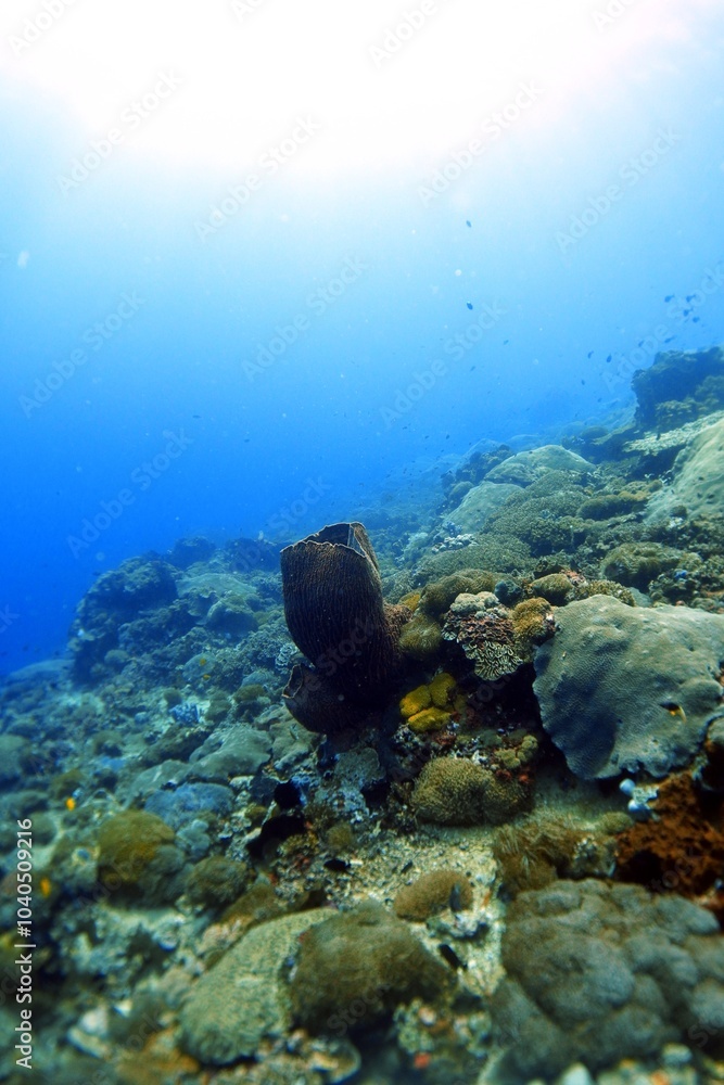 Obraz premium Sponge