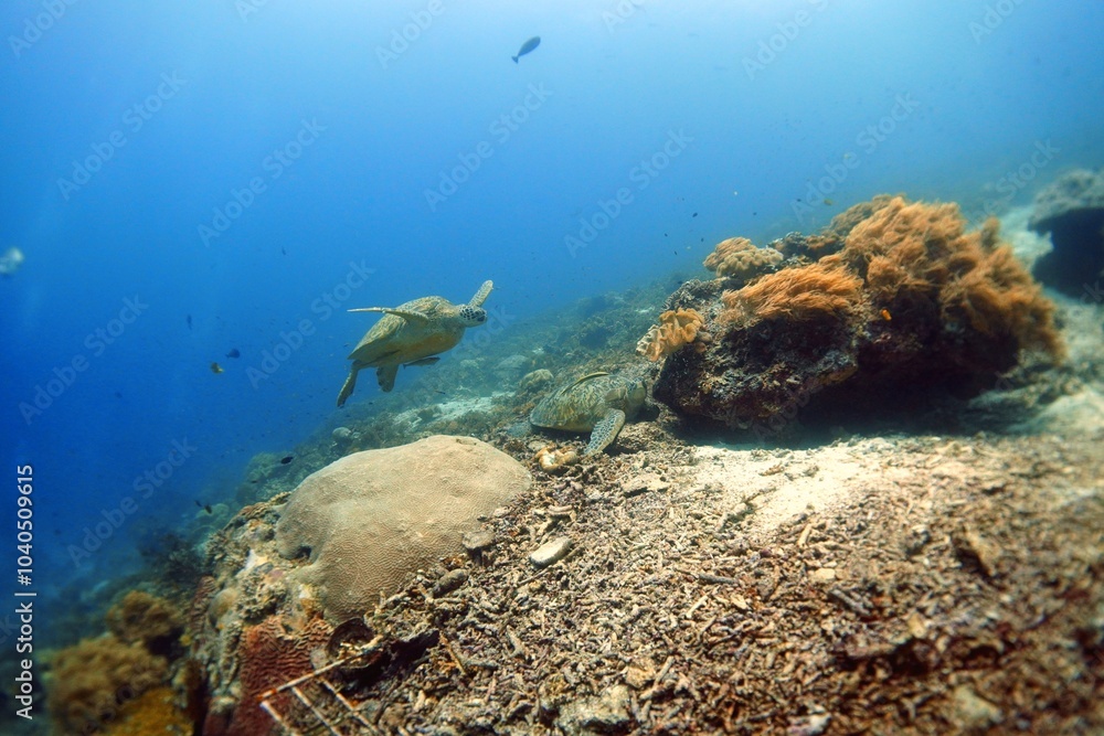 Fototapeta premium green turtle beef