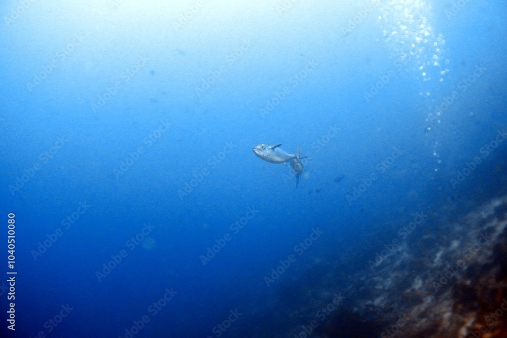 Obraz premium Dogtooth Tuna