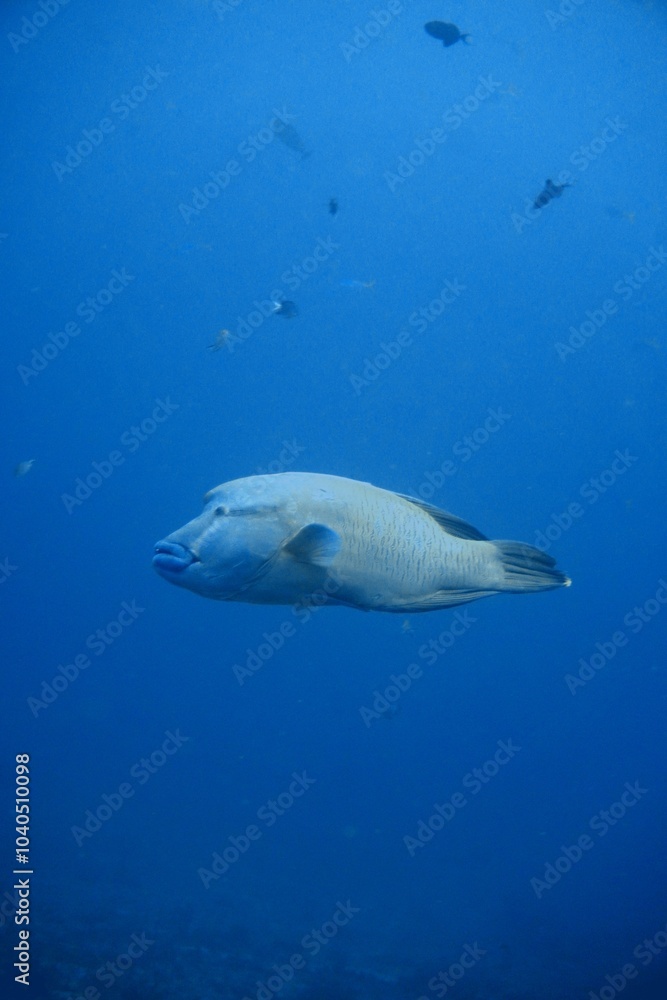 Obraz premium Napoleon Wrasse