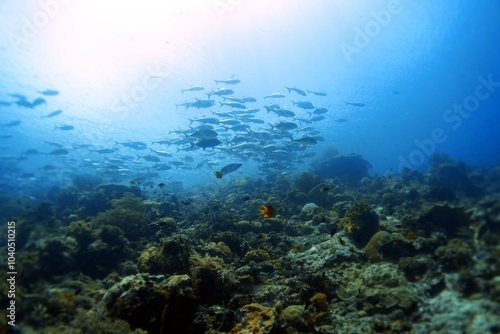 underwater scene with reef