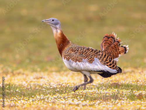 Tableau sur toile Great Bustard Walking in Grassland