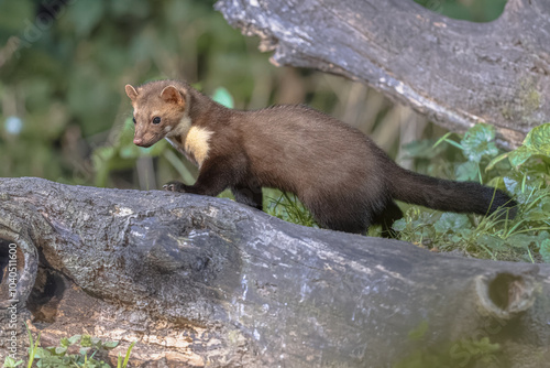 Pine marten on trunk in forest at night