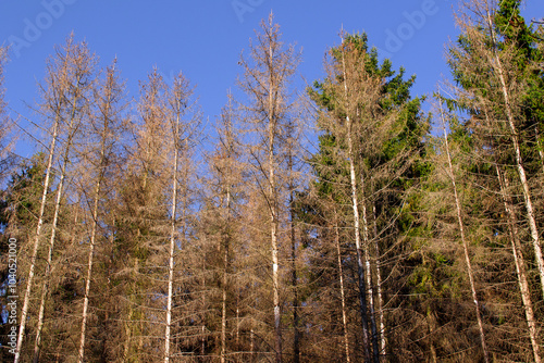 Autumn in the forest, row of pine trees, abstract background