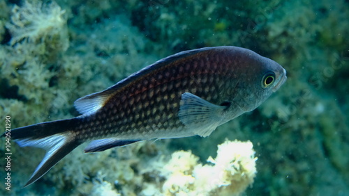 Damselfish or Mediterranean chromis (Chromis chromis) undersea, Aegean Sea, Greece, Halkidiki, Pirgos beach