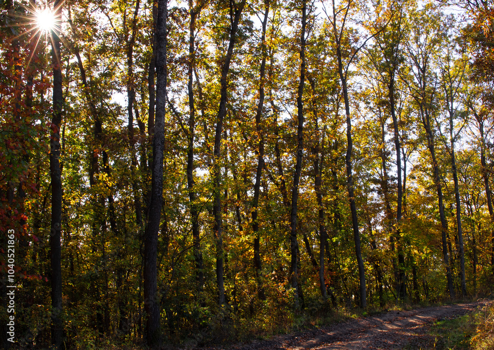Fototapeta premium Autumn in the forest, colorful leaves