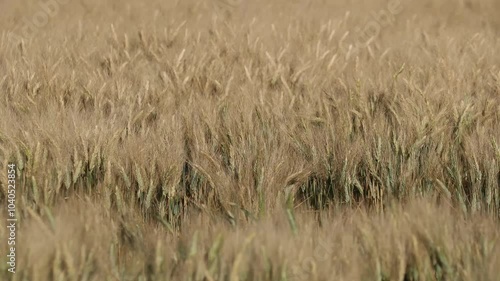 Les blés dans le vent