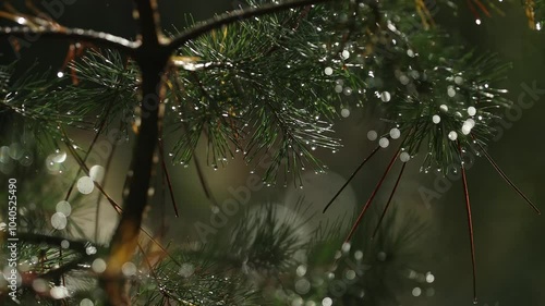 Pins après la pluie