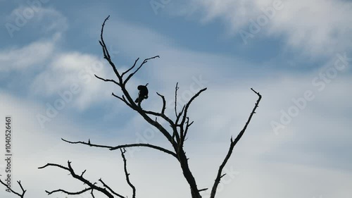 Un corbeau sur la branche.
