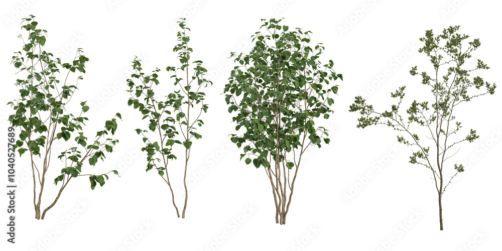 3d rendering of Himalayan Birch,Silver Birch Tree on transparent background 3d rendering of Himalayan Birch,Silver Birch Tree on transparent background