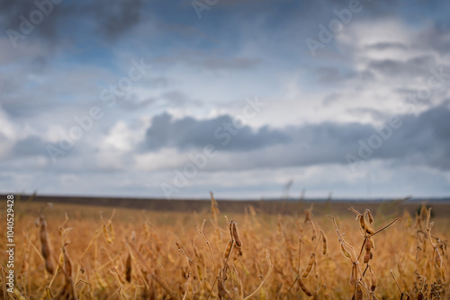 ripe soybeans against the background sky with clouds, deep autumn