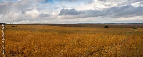 ripe orange soybeans against the background of sky with clouds, panoramic photo