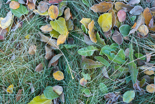 colored leaves on grass with frost on a frosty morning.