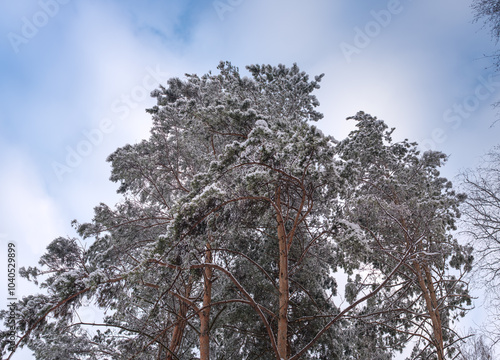 beautiful crowns in hoarfrost of a pine or cedar on a background of a blue sky