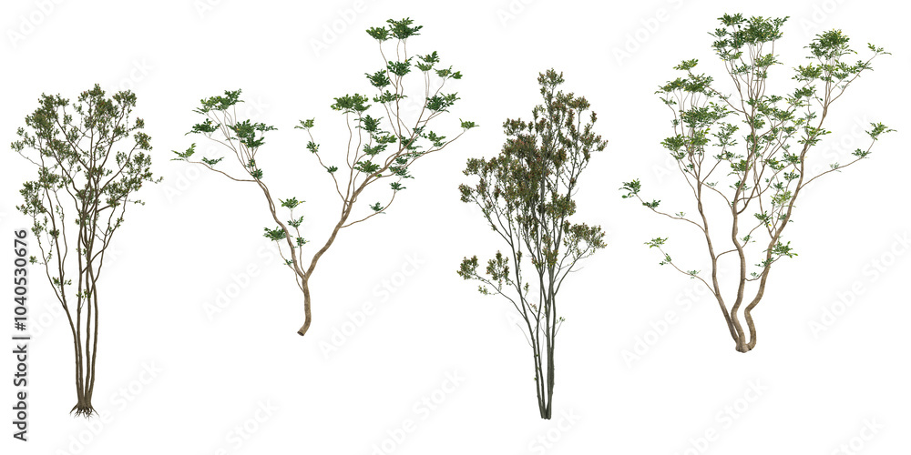 Obraz premium 3d rendering of Trees isolated on transparent background