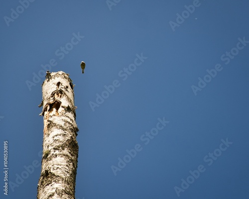 A birch tree with a swallow flying out of the nest photo