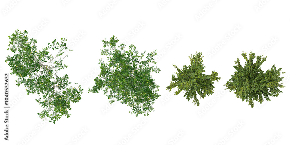 Obraz premium collection of Fraxinus lanuginosa,Ulmus hollandica trees isolated on white background from top view