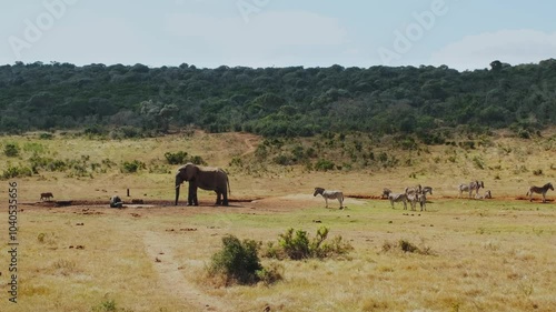 Wild animals in a nature gathered next to the pond on a calm, quiet, hot day in the Addo National Park in South Africa. Elephant, buffalo, boar and zebras resting.