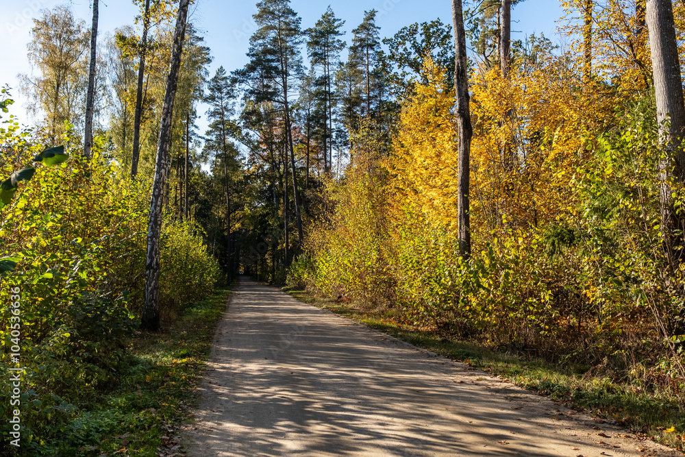 Autumn in the Białowieża Forest in Poland Autumn in the Białowieża Forest in Poland