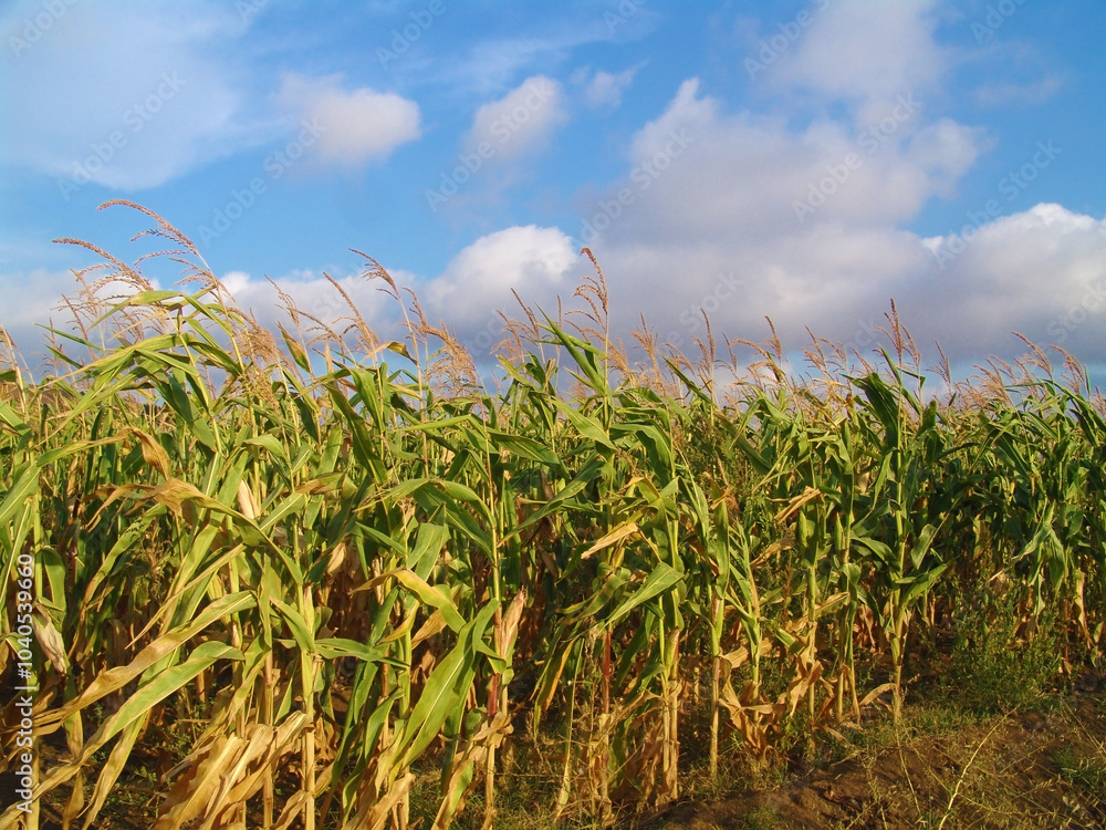 Naklejka premium Granturco pannocchie