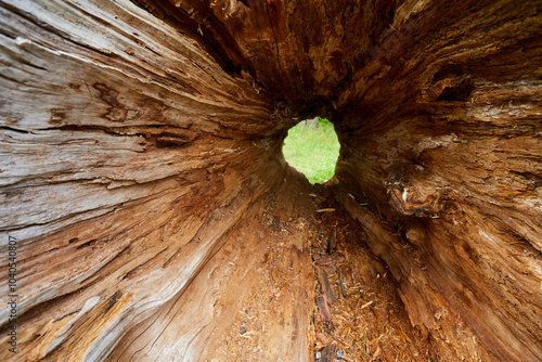 hole in the tree closep photo