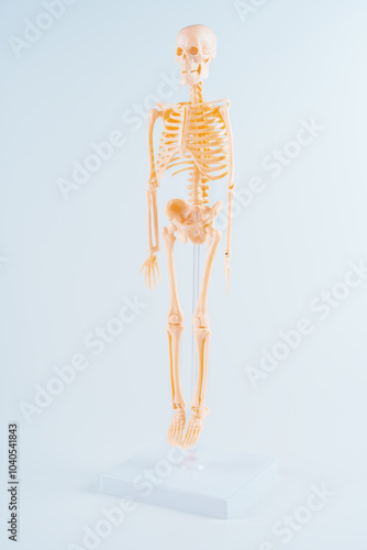 Full-Body Human Skeleton Model Displayed On Stand With Gray Background