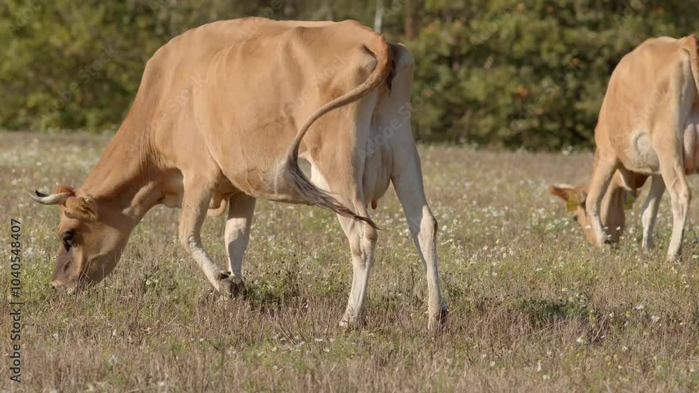 Two cows leisurely grazing in a tranquil, picturesque field, showcasing the serene beauty of agricultural life Two cows leisurely grazing in a tranquil, picturesque field, showcasing the serene beauty of agricultural life