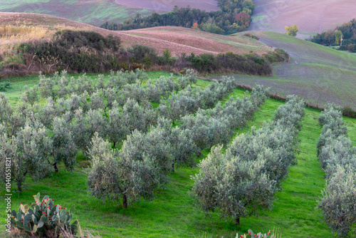 Oliviers dans un champ de ferme en Toscane. plantation de champs d'oliviers. 