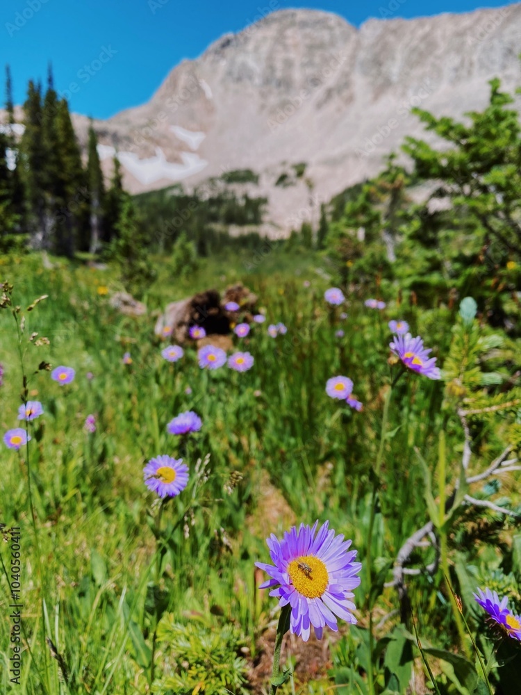 Fototapeta premium flowers in the mountains