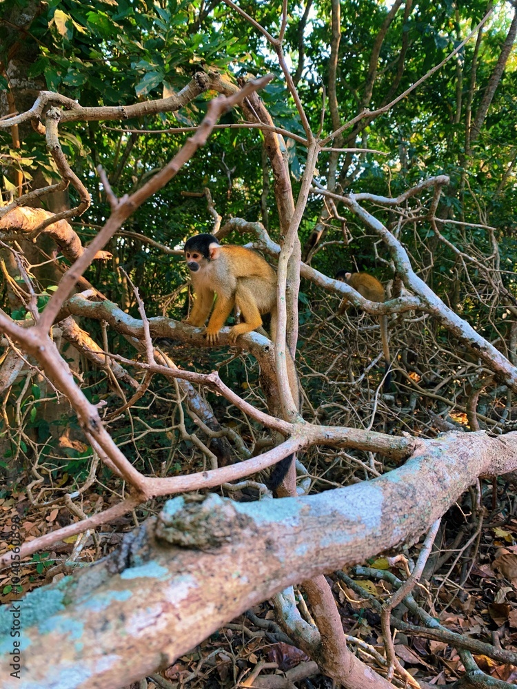 Obraz premium monkey in tree