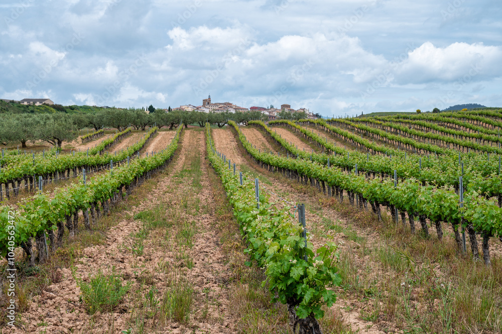 Spanish Grape Vines Spanish Grape Vines